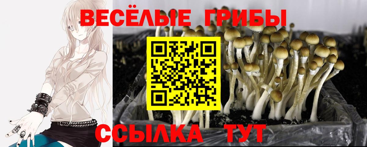 Южноуральск  Псилоцибиновые грибы Cubensis  Вход с VPN  Псилоцибиновые грибы Psilocybe 
